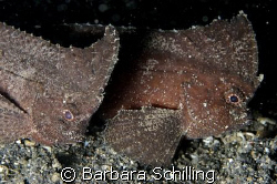 Two waspfish sitting side by side on the black sand of Le... by Barbara Schilling 